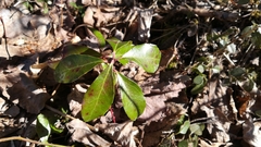 Gaultheria procumbens image