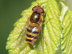 Epistrophe nitidicollis