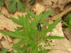 Acantholyda erythrocephala