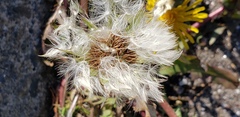 Taraxacum officinale
