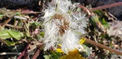 Taraxacum officinale