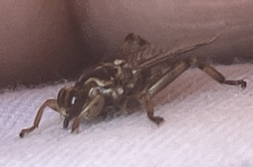 New Forest fly