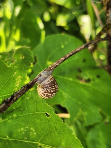 Striped Rabdotus Snail