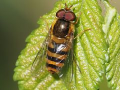 Epistrophe nitidicollis