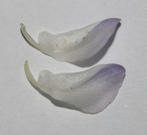 Image of Psoralea axillaris by (c) Brian du Preez, some rights reserved (CC BY-SA)