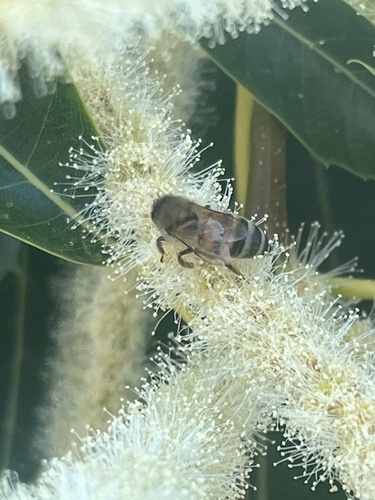 Western Honey Bee