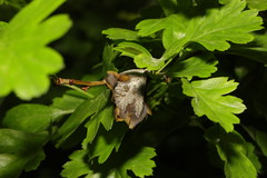 Monilinia johnsonii