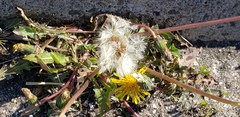 Taraxacum officinale