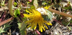 Taraxacum officinale