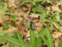 Acantholyda erythrocephala