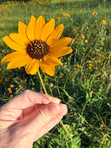 Helianthus praecox, photograph 4