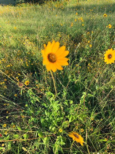 Helianthus praecox, photograph 5