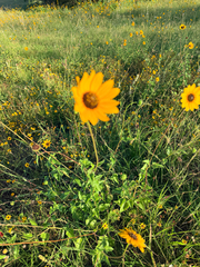 Helianthus praecox, photograph (c) Jane Weeden, some rights reserved (CC BY)