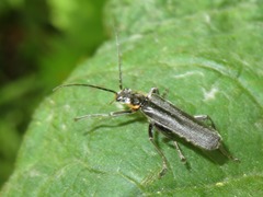 Cantharis paradoxa