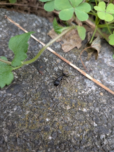 Japanese Carpenter Ant