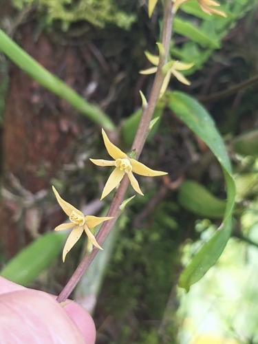Prosthechea grammatoglossa, photograph 1