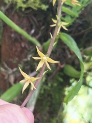 Prosthechea grammatoglossa