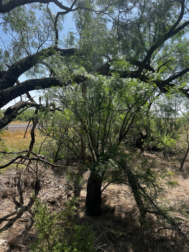 honey mesquite