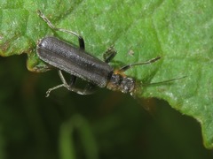 Cantharis paradoxa