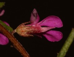 Indigofera pappei