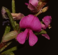 Indigofera pappei