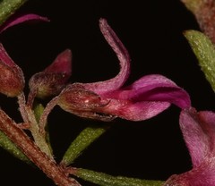 Indigofera pappei