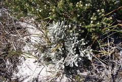 Syncarpa