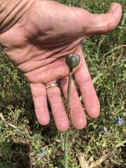 Zephyranthes chlorosolen