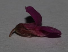 Indigofera pappei