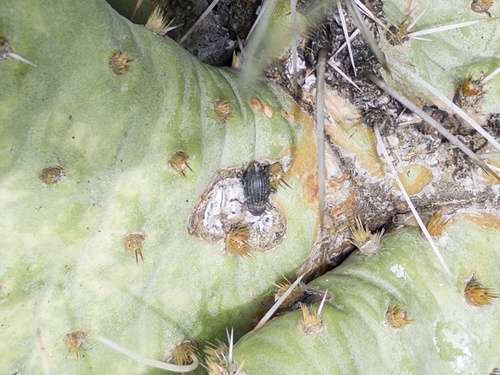 Cactus Weevils