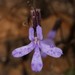 Lobelia dichroma - Photo (c) Brian du Preez, algunos derechos reservados (CC BY-SA), subido por Brian du Preez