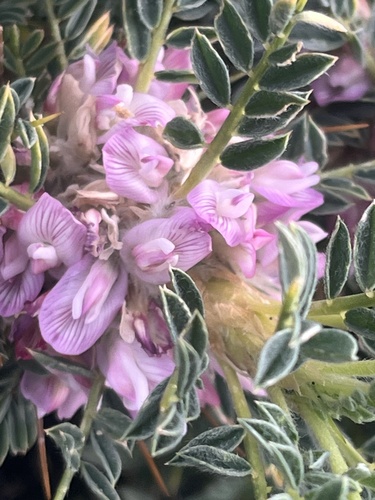 Sicilian Milkvetch