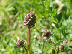 Sanguisorbinae