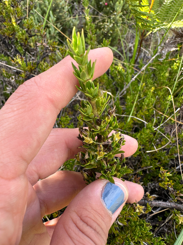 Coprosma ernodeoides