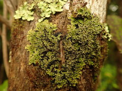 Pannaria minutiphylla