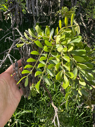 Sophora chrysophylla, photograph 6
