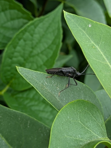Acanthocephala terminalis