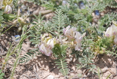 Astragalus plattensis