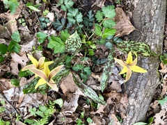 Erythronium americanum