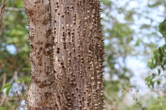 Image of Ceiba aesculifolia