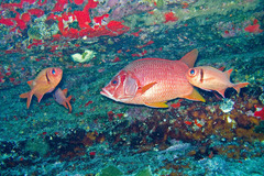 Sargocentron spiniferum