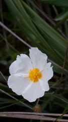Helianthemum