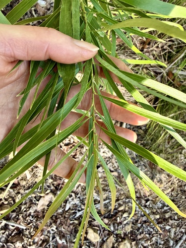 Daviesia arborea observed 2026-06-20