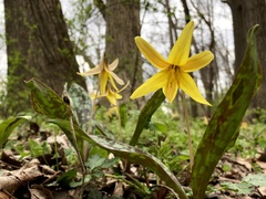 Erythronium americanum