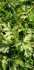 Artemisia vulgaris