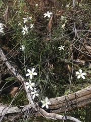 Phlox tenuifolia