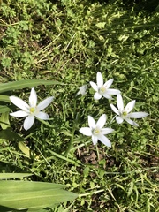 Ornithogalum umbellatum