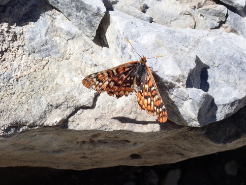 iNaturalist observation photo of Euphydryas