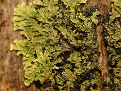 Pannaria minutiphylla