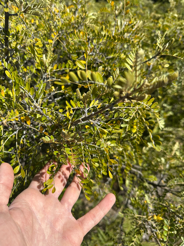 Sophora chrysophylla, photograph 3